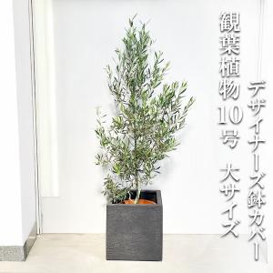 特選庭木・植木：オリーブ（シプレッシーノ）*樹高150cm 現品