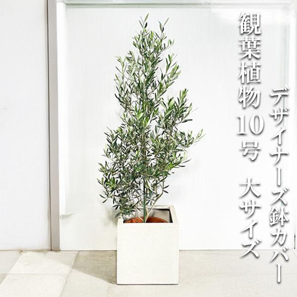 オリーブ オリーブの木 観葉植物 10号 大型 キューブ型 高級鉢カバー付 アイボリー 鉢植え おし...