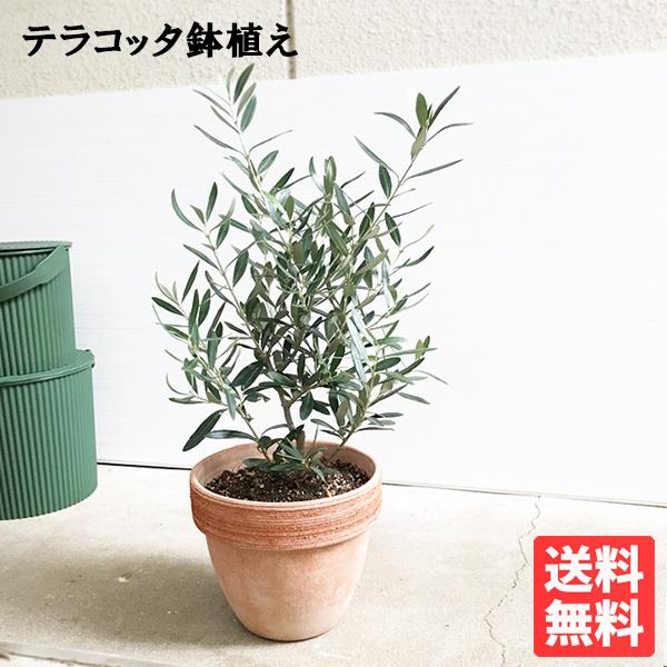 オリーブ イタリア製テラコッタ鉢植え オリーブの木 観葉植物 自宅用 ギフト 送料無料 即日出荷 植...