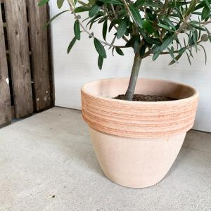 オリーブ イタリア製テラコッタ鉢植え オリーブ...の詳細画像1