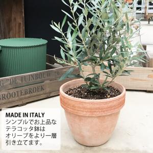 オリーブ イタリア製テラコッタ鉢植え オリーブ...の詳細画像2