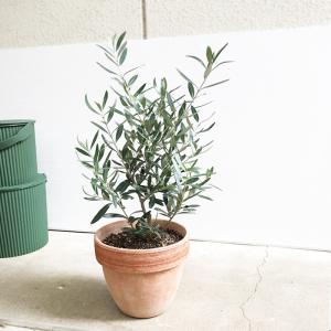 オリーブ イタリア製テラコッタ鉢植え オリーブ...の詳細画像3