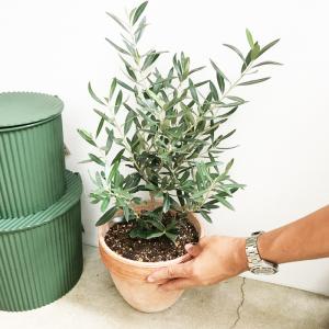 オリーブ イタリア製テラコッタ鉢植え オリーブ...の詳細画像4