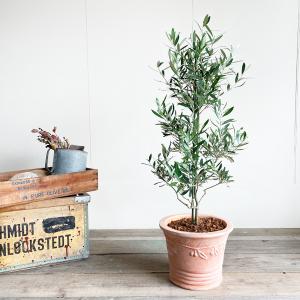 オリーブの木 オリーブ 鉢植え テラコッタ鉢植...の詳細画像1