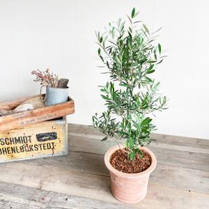 オリーブの木 オリーブ 鉢植え テラコッタ鉢植...の詳細画像2