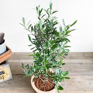 オリーブの木 オリーブ 鉢植え テラコッタ鉢植...の詳細画像3