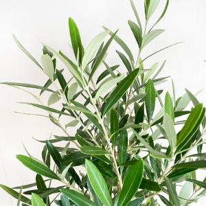 オリーブの木 オリーブ 鉢植え テラコッタ鉢植...の詳細画像4
