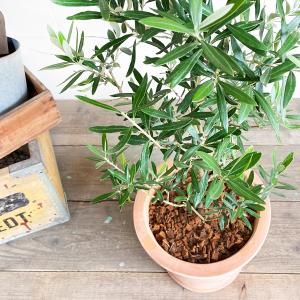 オリーブの木 オリーブ 鉢植え テラコッタ鉢植...の詳細画像5