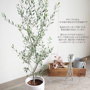 オリーブ ホワイトテラコッタ鉢植え 素焼き鉢 ...の詳細画像1