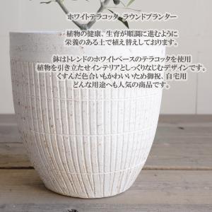 オリーブ ホワイトテラコッタ鉢植え 素焼き鉢 ...の詳細画像5