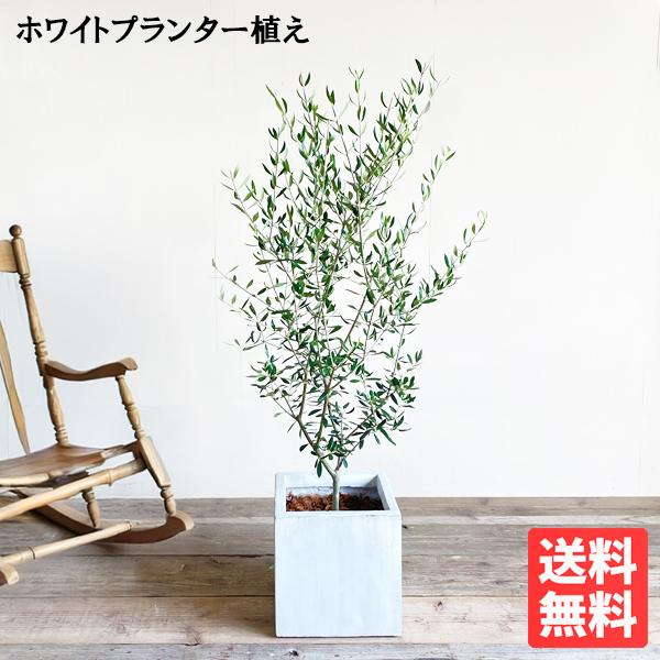 オリーブ オリーブの木 キューブホワイト鉢植え 送料無料 育てやすい 本物 御祝 観葉植物 シンボル...