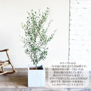 オリーブ オリーブの木 キューブホワイト鉢植え...の詳細画像1
