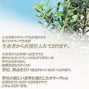 オリーブ オリーブの木 キューブホワイト鉢植え...の詳細画像2