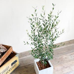 オリーブ オリーブの木 キューブホワイト鉢植え...の詳細画像3