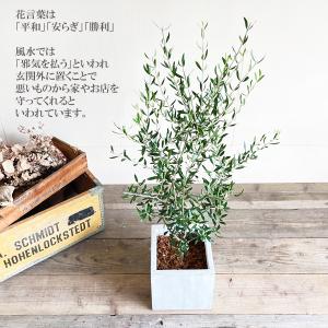 オリーブ オリーブの木 キューブホワイト鉢植え...の詳細画像4