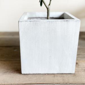 オリーブ オリーブの木 キューブホワイト鉢植え...の詳細画像5