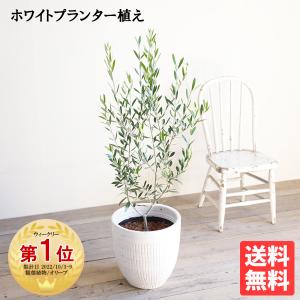 オリーブ ホワイトテラコッタ鉢植え H150cm 法人様宛