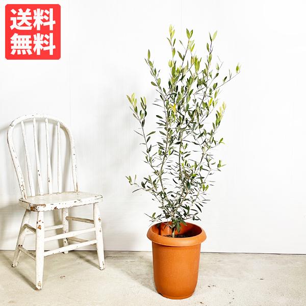 オリーブ 送料無料 オリーブの木 観葉植物 庭木 鉢植え お買い得 即日出荷