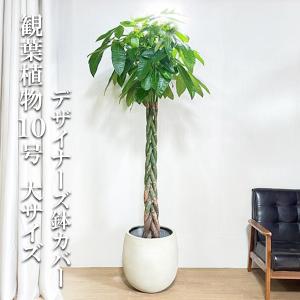 ユッカ エレファンティペス 大型 大鉢 10号 観葉植物 寒さに強い
