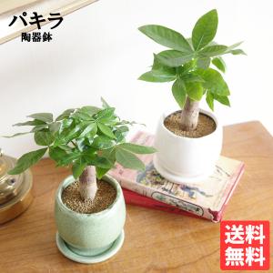 観葉植物 選べる3種類 セローム/コーヒーの木/ドラセナ・コンシンネ