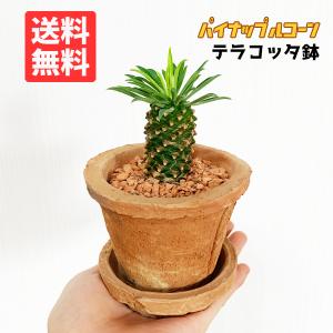 パイナップルコーン テラコッタ鉢植え 蘇鉄麒麟 ソテツキリン ユーフォルビア 観葉植物 多肉植物 サボテン 送料無料 卓上 即日出荷