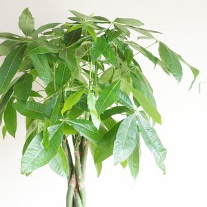 パキラ 観葉植物 10号 大型 金のなる木 お...の詳細画像2