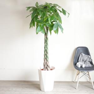 パキラ 観葉植物 10号 大型 金のなる木 お...の詳細画像5