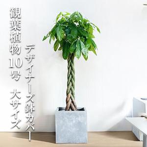 ロブスター 観葉植物 10号 大型 ゴムの木 キューブ型 高級鉢カバー付