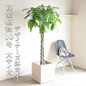 フィカス ウンベラータ 観葉植物 10号 大型 ナチュラル鉢カバー付き