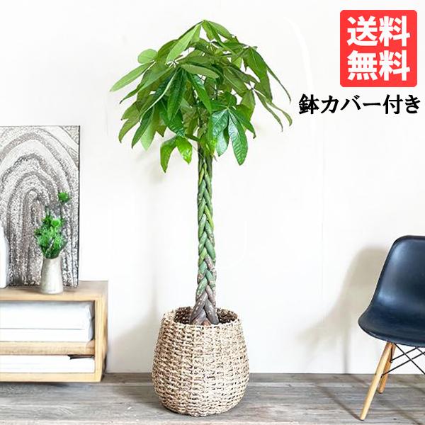 パキラ 観葉植物 10号 大型 手編みバスケット付き 鉢カバー付き 金のなる木 おしゃれ 鉢植え 本...