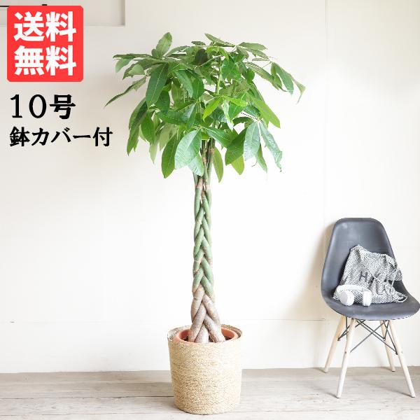 パキラ 観葉植物 10号 大型 鉢カバー付き やわらかいかご 金のなる木 おしゃれ 鉢植え 本物 大...
