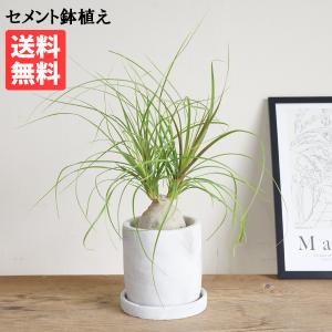 ポニーテール アッシュグレー セメント鉢植え トックリラン ノリナ 観葉植物 金運上昇 徳利 卓上 小型 送料無料 即日出荷