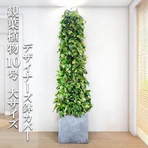 フィカス ウンベラータ 観葉植物 10号 大型 バルーン型 高級鉢カバー付