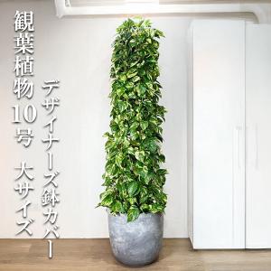 フィカス ウンベラータ 観葉植物 10号 大型 ゴムの木 ウランベータ
