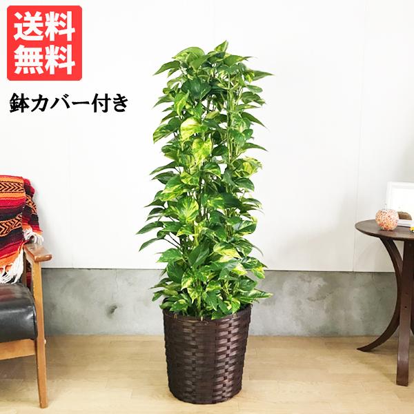 ポトス 鉢カバー付 送料無料 観葉植物 タワー仕立て 育てやすい観葉植物 中型 大型