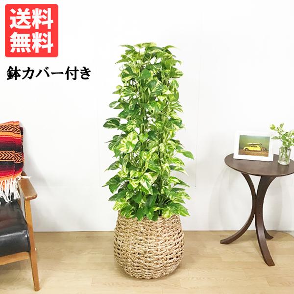 ポトス 手編みバスケット付き タワー仕立て 育てやすい 観葉植物 送料無料 中型 大型