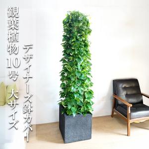 ポトス タワー仕立て 10号 法人・お店宛送料無料 観葉植物 10号鉢 大鉢