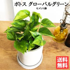 ポトス グローバルグリーン アッシュグレー セメント鉢植え 観葉植物 ミニ 卓上 セメントポット 丈夫で簡単 即日出荷 送料無料｜pg869