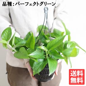 ポトス パーフェクトグリーン 吊り鉢 観葉植物 ...の商品画像