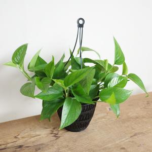 ポトス パーフェクトグリーン 吊り鉢 観葉植物...の詳細画像1
