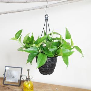 ポトス パーフェクトグリーン 吊り鉢 観葉植物...の詳細画像2