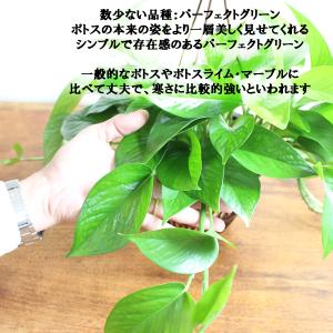 ポトス パーフェクトグリーン 吊り鉢 観葉植物...の詳細画像3