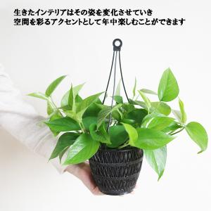 ポトス パーフェクトグリーン 吊り鉢 観葉植物...の詳細画像4