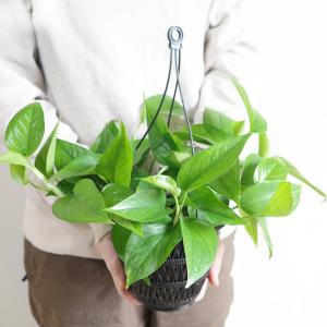 ポトス パーフェクトグリーン 吊り鉢 観葉植物...の詳細画像5