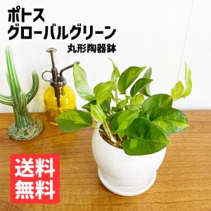 観葉植物のパーフェクトグリーン ポトス Yahoo ショッピング