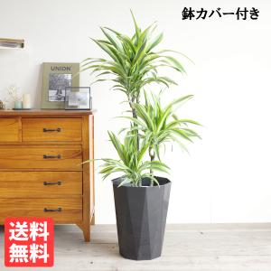 観葉植物 SOUJU（創樹）ブランド：オリーブの木*4号 セントキャサリン