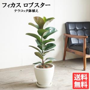 フィカス ロブスター アイボリーテラコッタ鉢植え ゴムの木 中型 送料無料 即日出荷