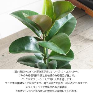 フィカス ロブスター アイボリーテラコッタ鉢植...の詳細画像1
