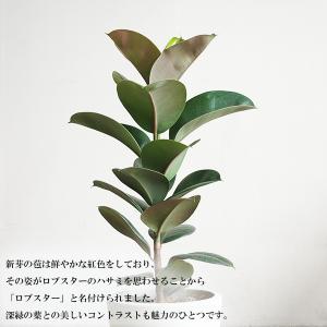 フィカス ロブスター アイボリーテラコッタ鉢植...の詳細画像2