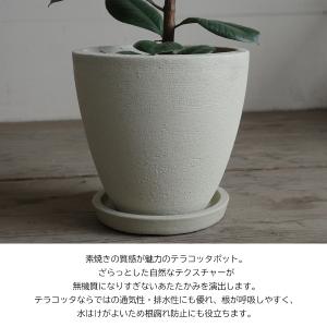 フィカス ロブスター アイボリーテラコッタ鉢植...の詳細画像3